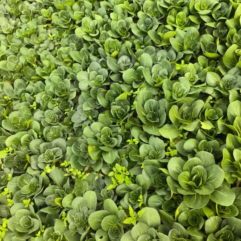 利农黑宝2号青菜种子墨绿油亮矮脚青梗菜种籽耐抽苔春秋季播