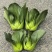 利农黑宝2号青菜种子墨绿油亮矮脚青梗菜种籽耐抽苔春秋季播