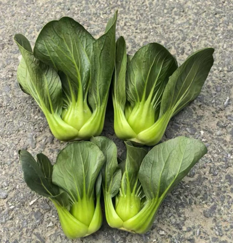 利农黑宝2号青菜种子墨绿油亮矮脚青梗菜种籽耐抽苔春秋季播