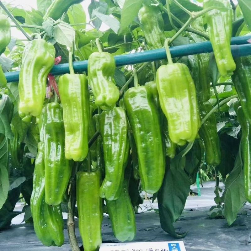 世超薄皮大椒种籽高产耐热春秋播耐低温大果薄皮大椒