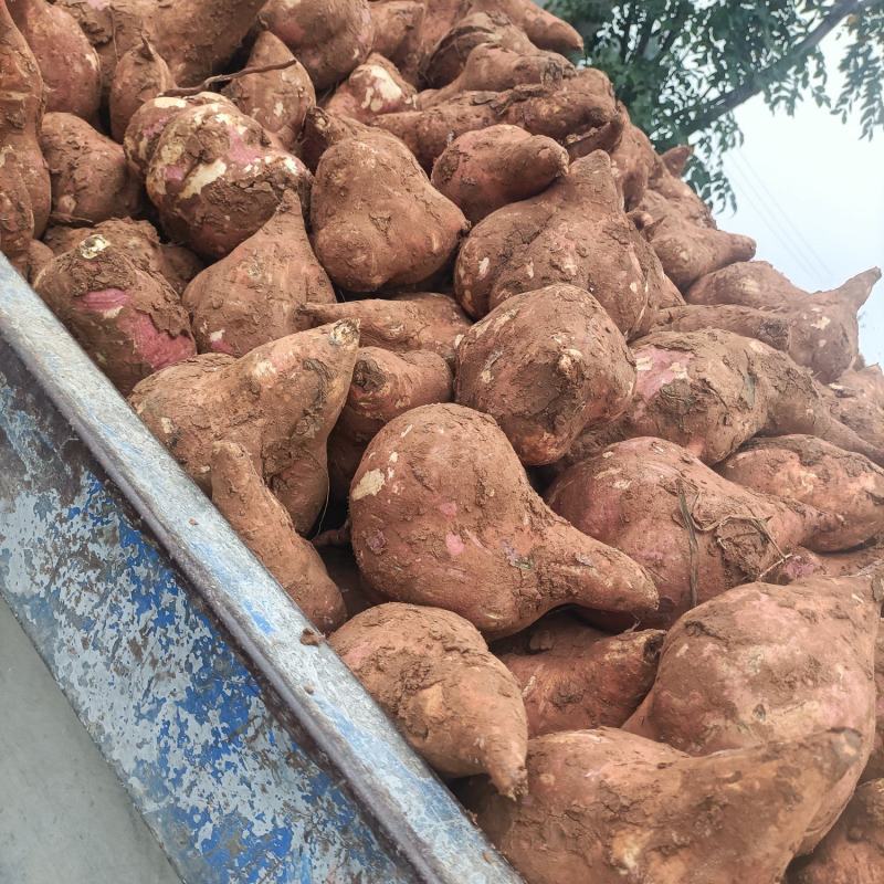 河南确山县瓦岗丘陵地高淀粉红薯