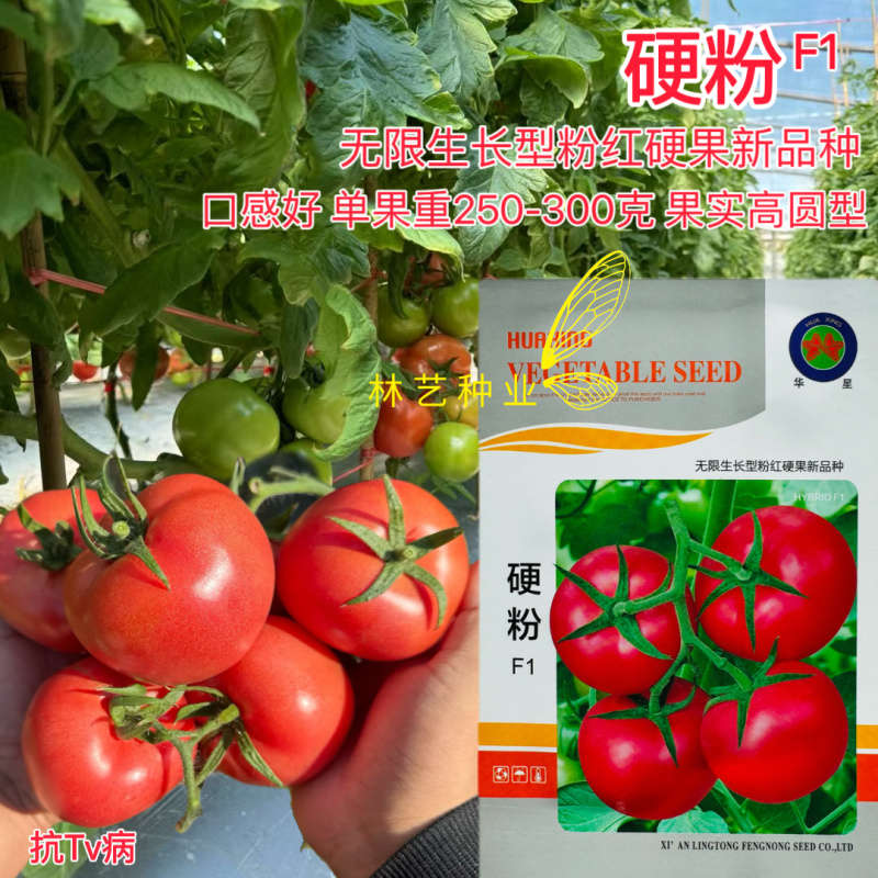 硬粉状元番茄种子荷兰引进一代杂交无限生长硬深高产西红柿