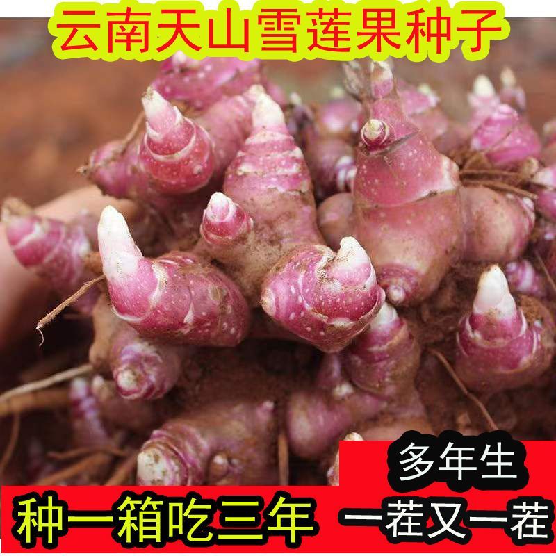 云南天山雪莲果种子农家黄泥沙高产红心种球新鲜黄心种植苗种