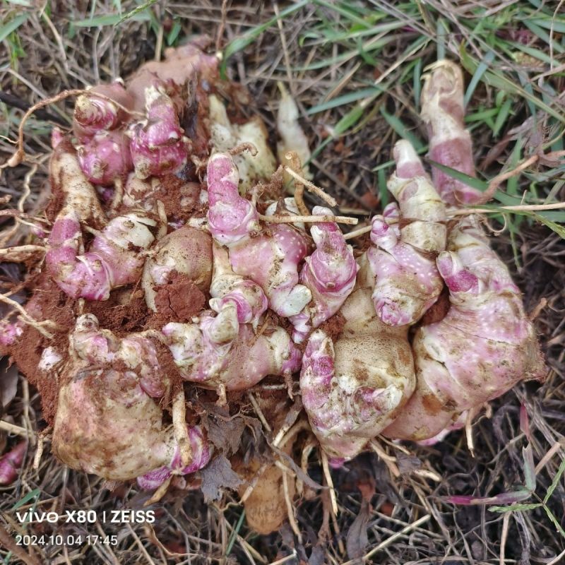 云南天山雪莲果种子农家黄泥沙高产红心种球新鲜黄心种植苗种