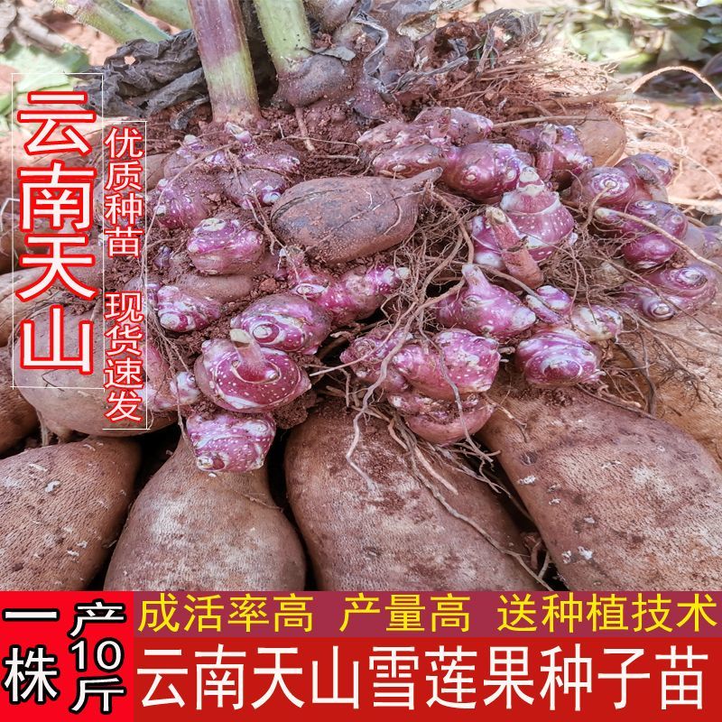 云南天山雪莲果种子农家黄泥沙高产红心种球新鲜黄心种植苗种