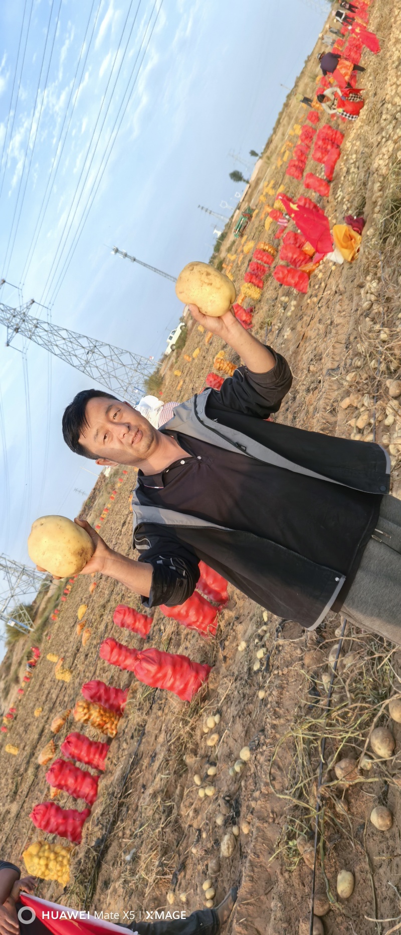 v7土豆全年供应一手货源诚信合作量大从优欢迎来电