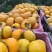 阳丰甜柿