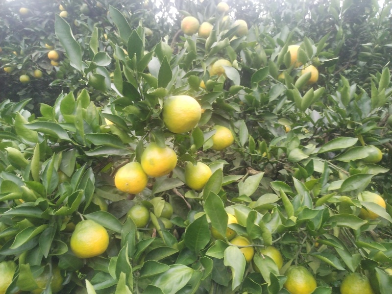 密桔