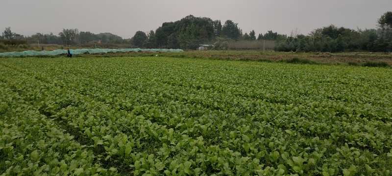 儿菜苗出售