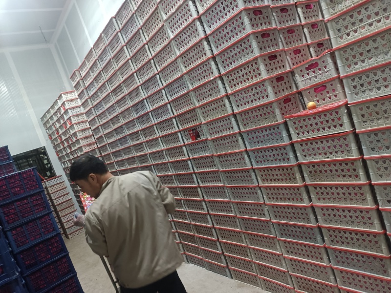 内蒙鸡心果香妃小苹果