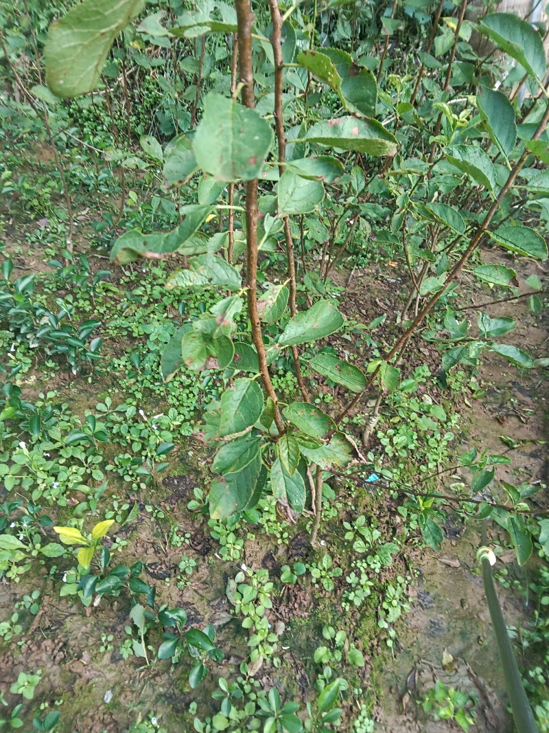 法兰西西梅李：西梅中天花板，品种保证，假一赔十