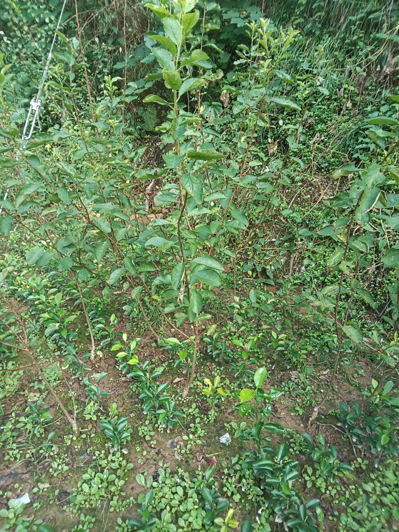 法兰西西梅李：西梅中天花板，品种保证，假一赔十