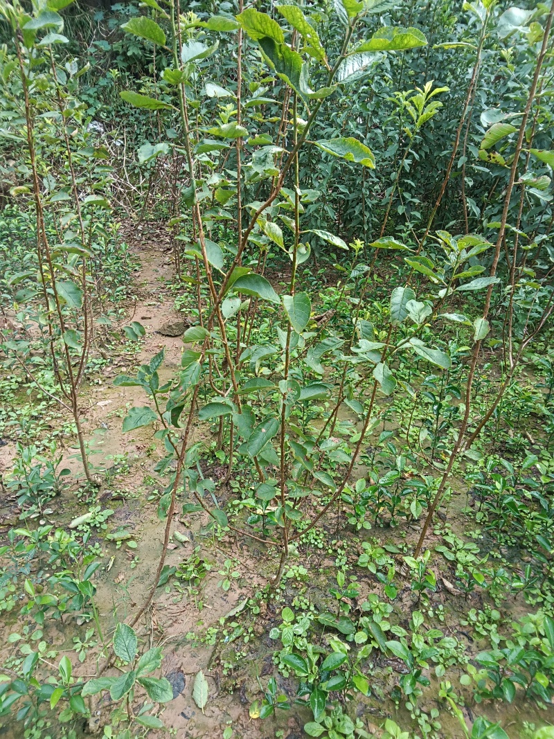 法兰西西梅李：西梅中天花板，品种保证，假一赔十