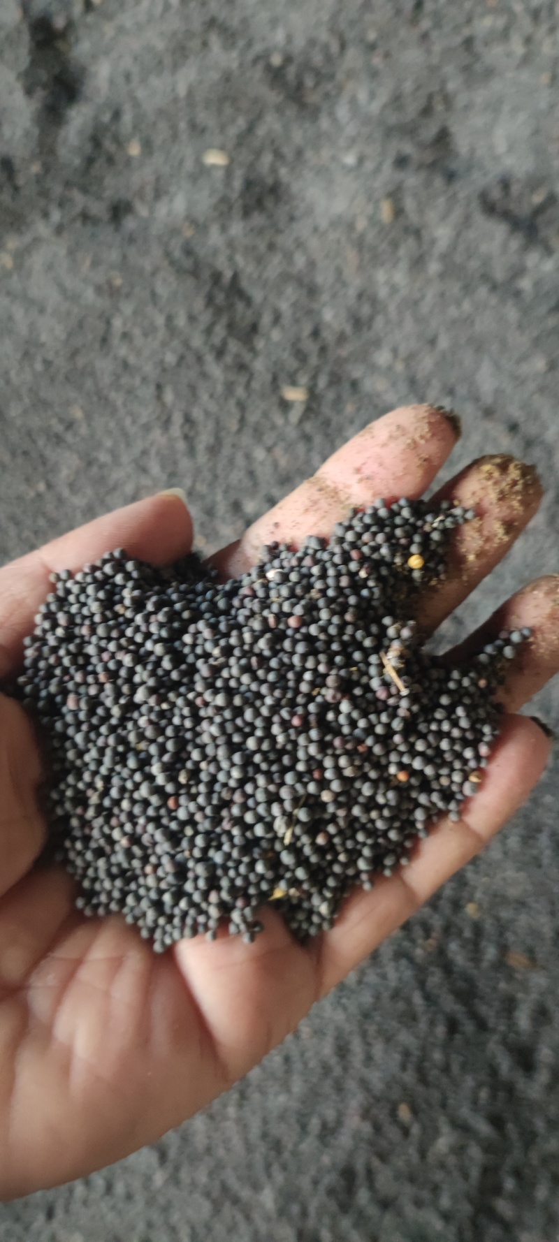江苏兴化本地种植油菜籽。高含油油菜籽。小榨油必选的菜籽