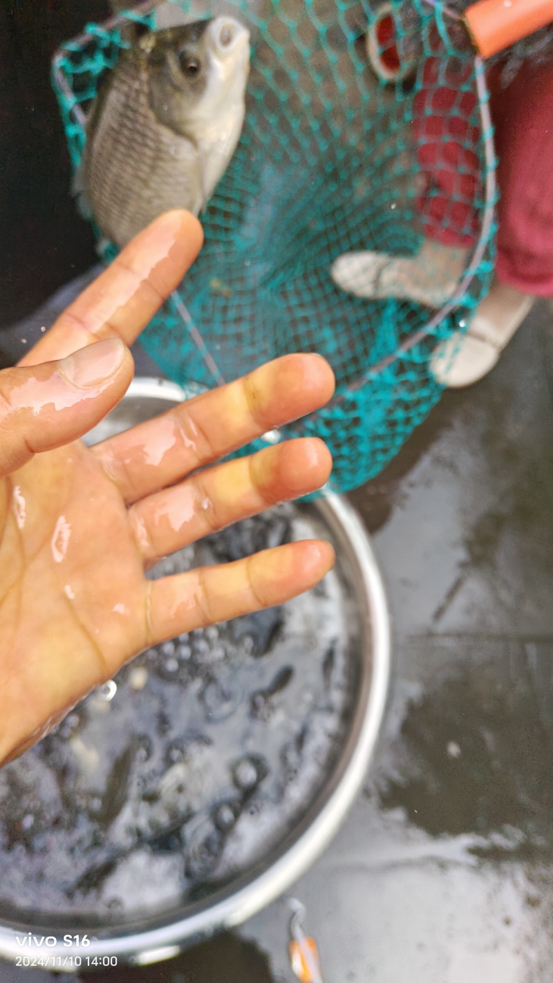 优质中科三号鲫鱼、大小规格齐全、全程枝术指导、欢迎光临