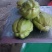 佛手瓜龙须菜苗