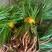 贵州牛羊狗肉粉店去腥增香料山奈五香草茴香菖蒲基地一手货源