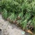 贵州牛羊狗肉粉店去腥增香料山奈五香草茴香菖蒲基地一手货源