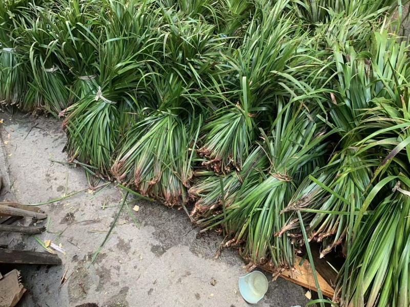 贵州牛羊狗肉粉店去腥增香料山奈五香草茴香菖蒲基地一手货源