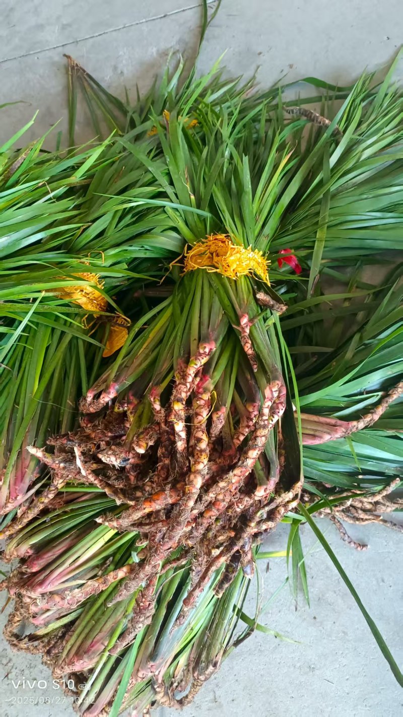 贵州牛羊狗肉粉店去腥增香料山奈五香草茴香菖蒲基地一手货源
