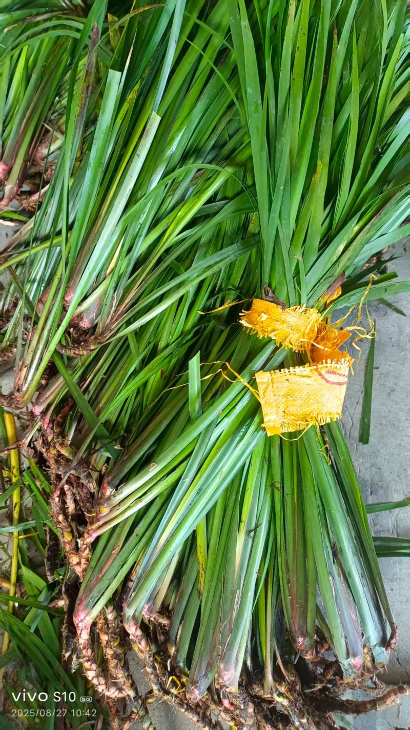 贵州牛羊狗肉粉店去腥增香料山奈五香草茴香菖蒲基地一手货源