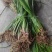 贵州牛羊狗肉粉店去腥增香料山奈五香草茴香菖蒲基地一手货源
