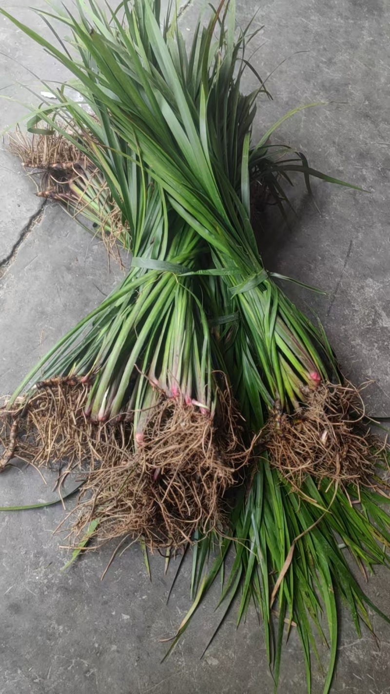 贵州牛羊狗肉粉店去腥增香料山奈五香草茴香菖蒲基地一手货源