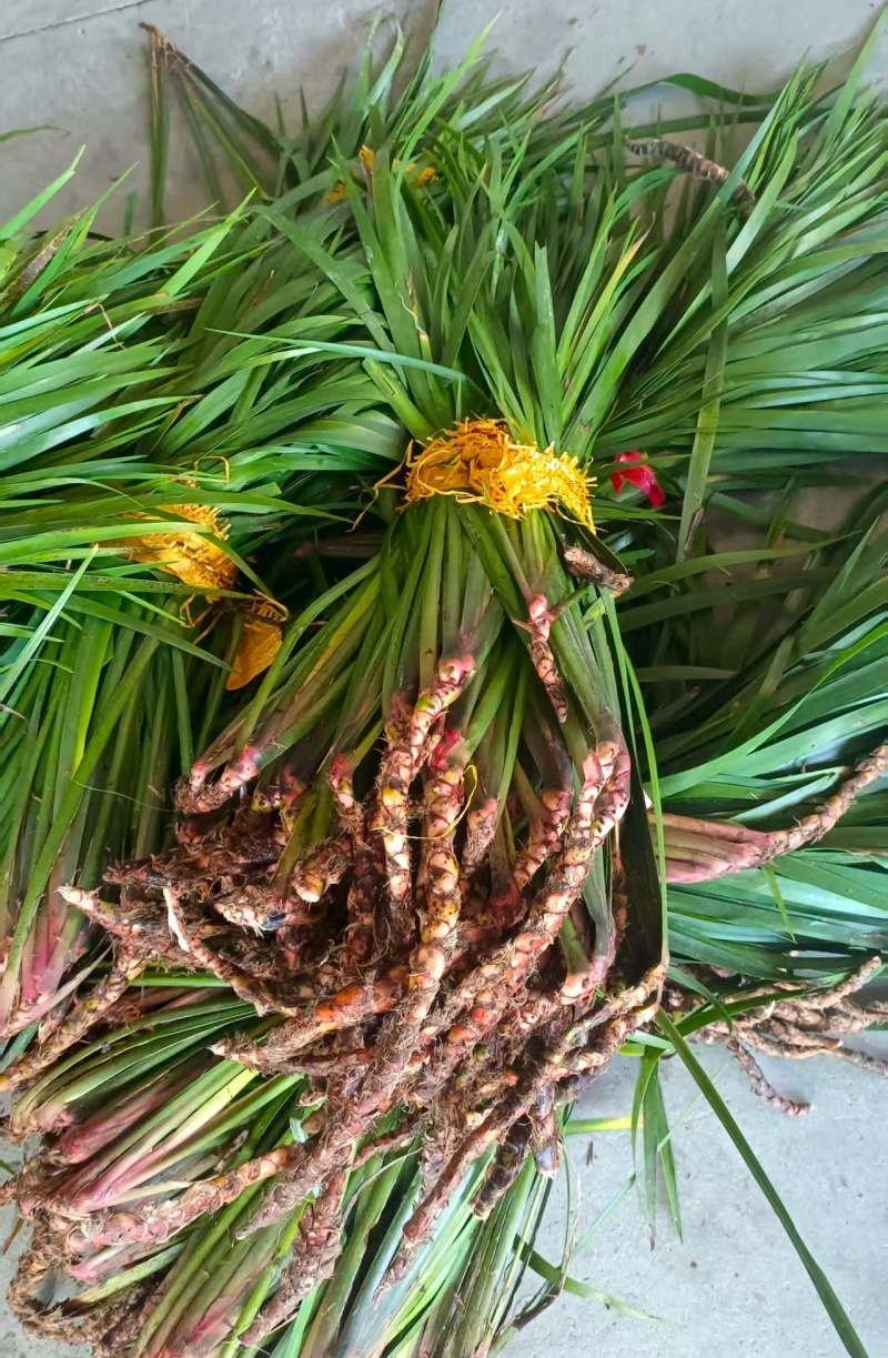 贵州牛羊狗肉粉店去腥增香料山奈五香草茴香菖蒲基地一手货源