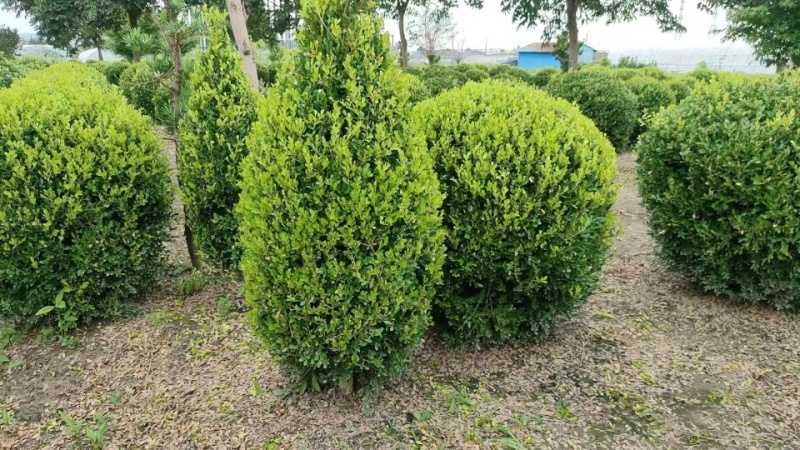 小叶黄杨球小叶黄杨造型宝塔