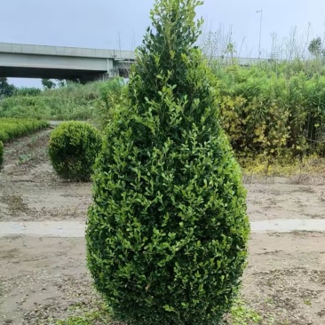 小叶黄杨造型宝塔