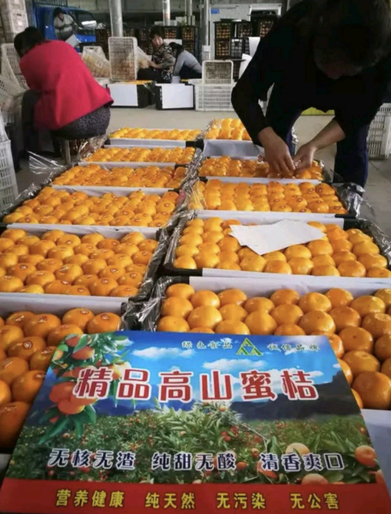 湖北柑橘特早蜜桔产地一手货源大量供应按需采摘鲜果直发