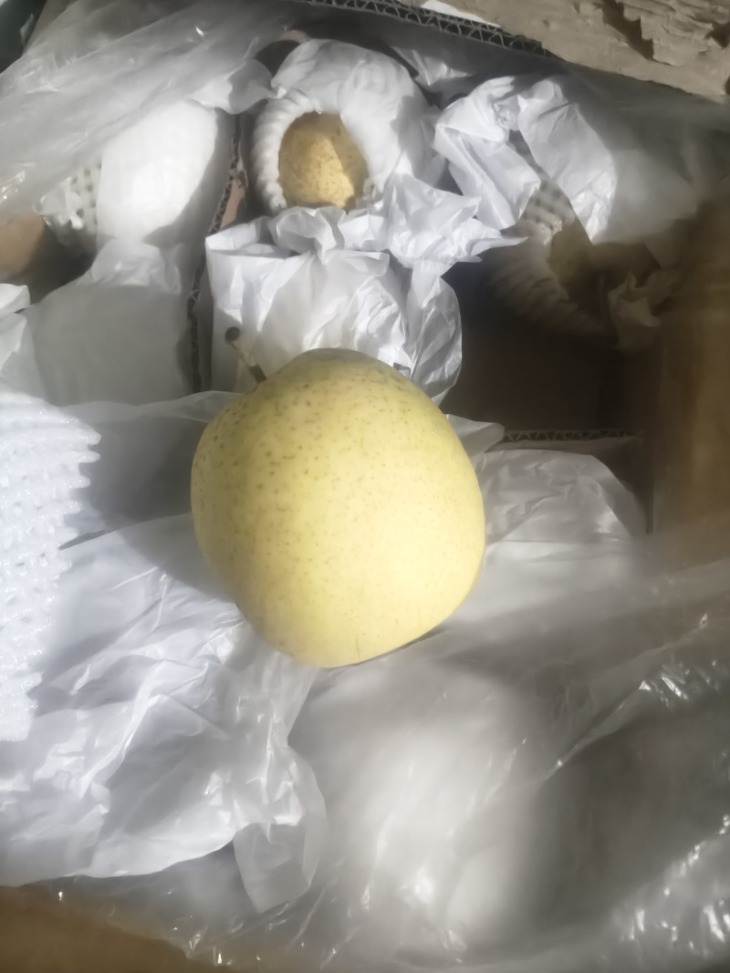 赵县精品雪花梨，沙土地，老树果，下树晚，糖度大。欢迎采购