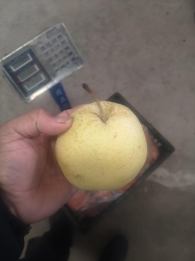 赵县精品雪花梨，沙土地，老树果，下树晚，糖度大。欢迎采购