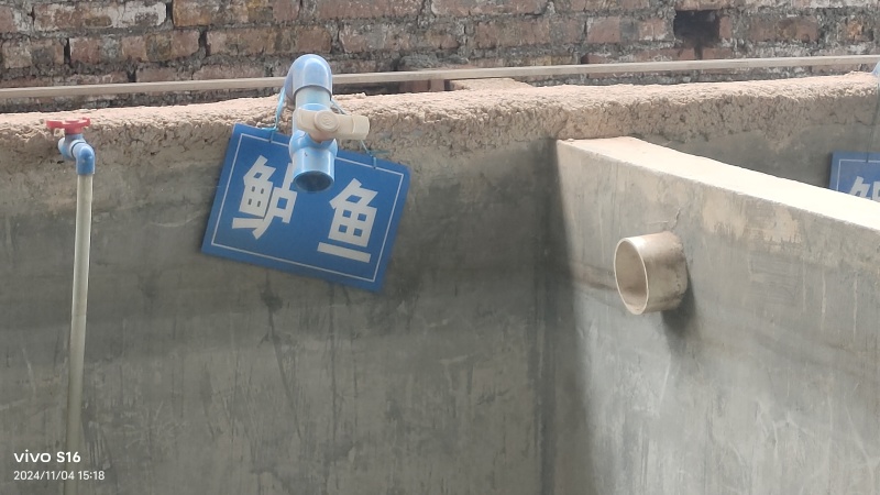 【热卖】鲈鱼苗本养殖基地特殊枝术养殖的高收益种鱼苗