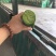 正宗精品天星02水果萝卜大量上市，量大质优真正脆甜不辣