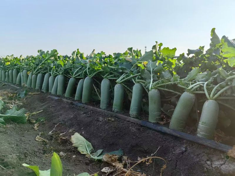 正宗精品天星02水果萝卜大量上市，量大质优真正脆甜不辣