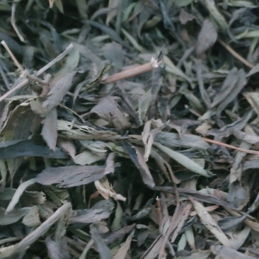 甜叶菊
