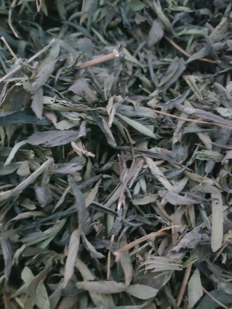 甜叶菊