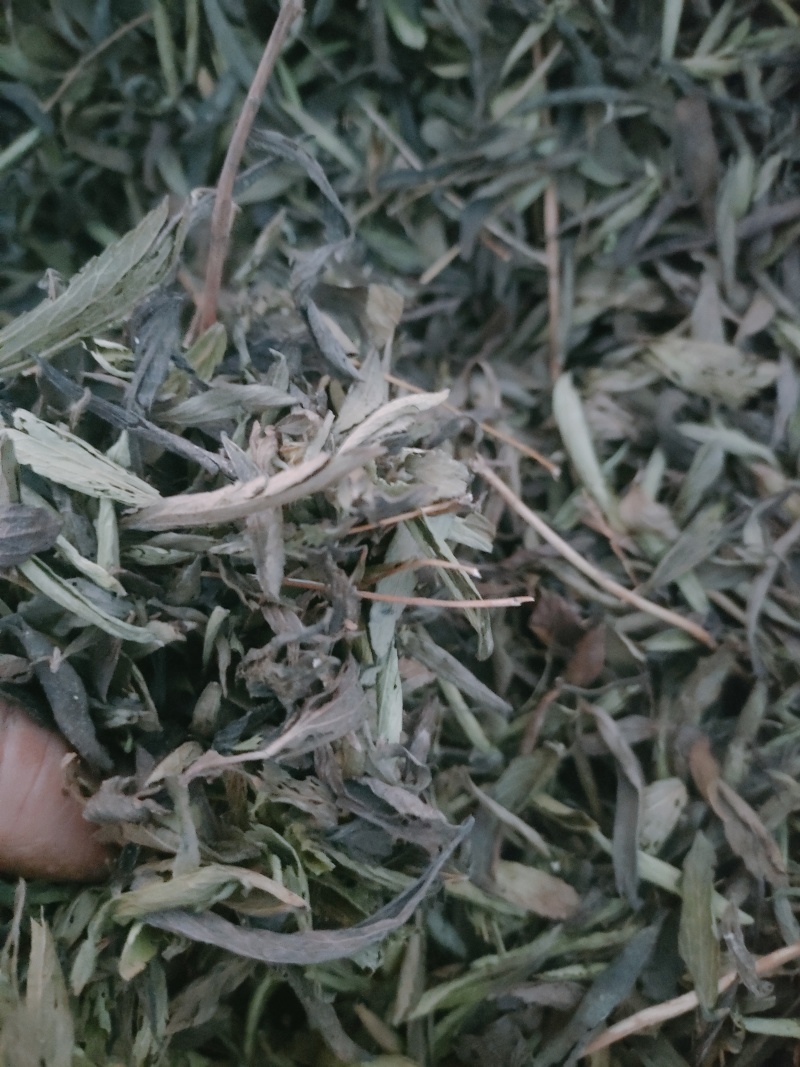 甜叶菊