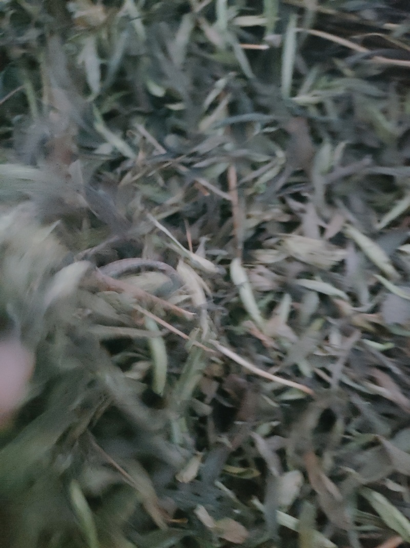甜叶菊