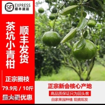 新会茶枝柑大青果，新会陈皮原材料