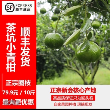 新会茶枝柑大青果，新会陈皮原材料