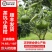 新会茶枝柑大青果，新会陈皮原材料