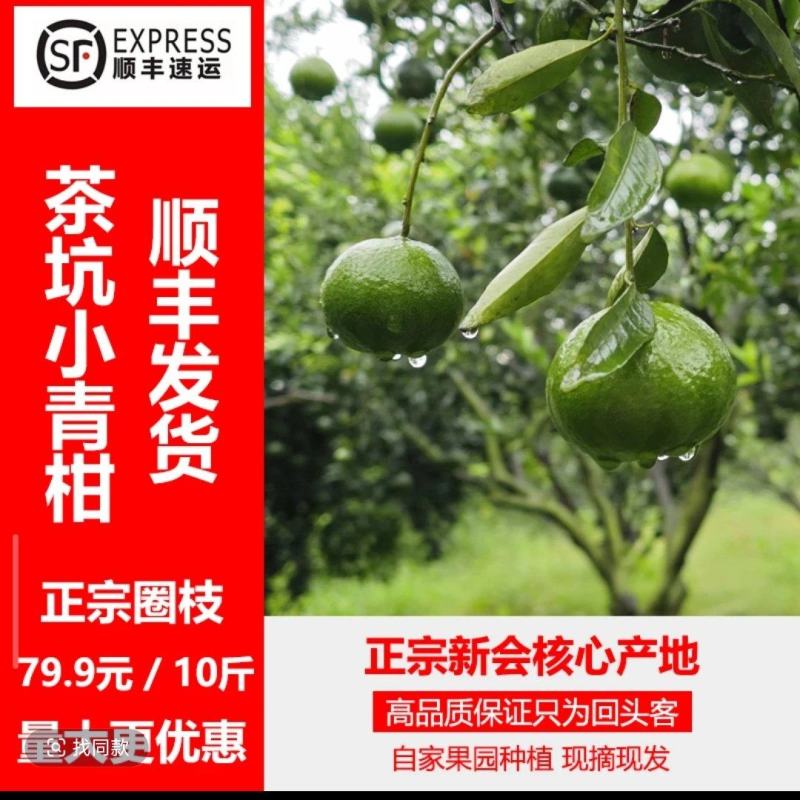 新会茶枝柑大青果，新会陈皮原材料