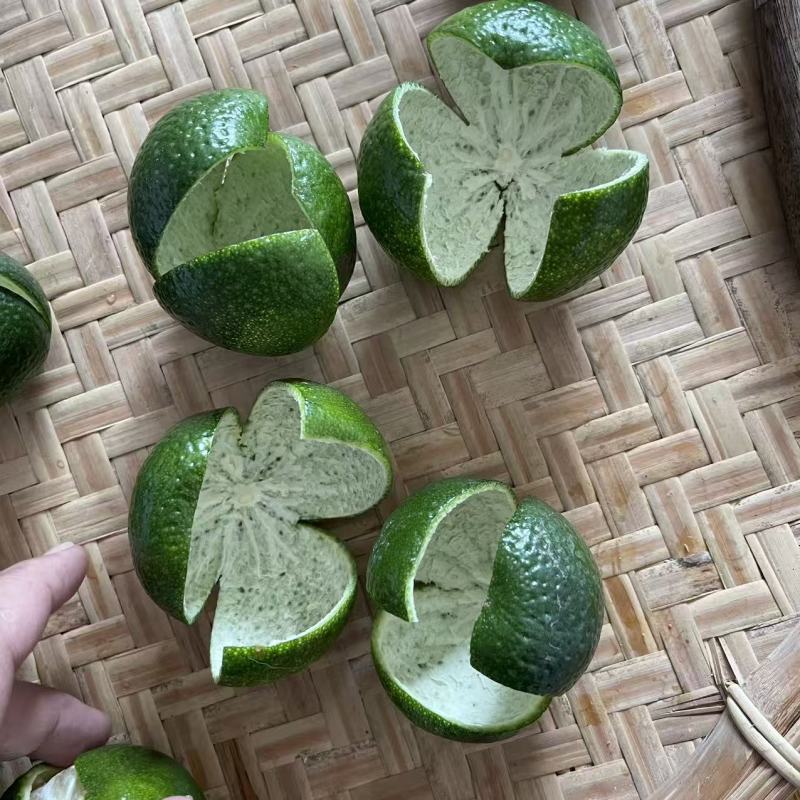 新会茶枝柑大青果，新会陈皮原材料