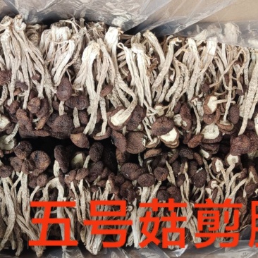江西省抚州市广昌县茶树菇产地直销精品五号菇剪根