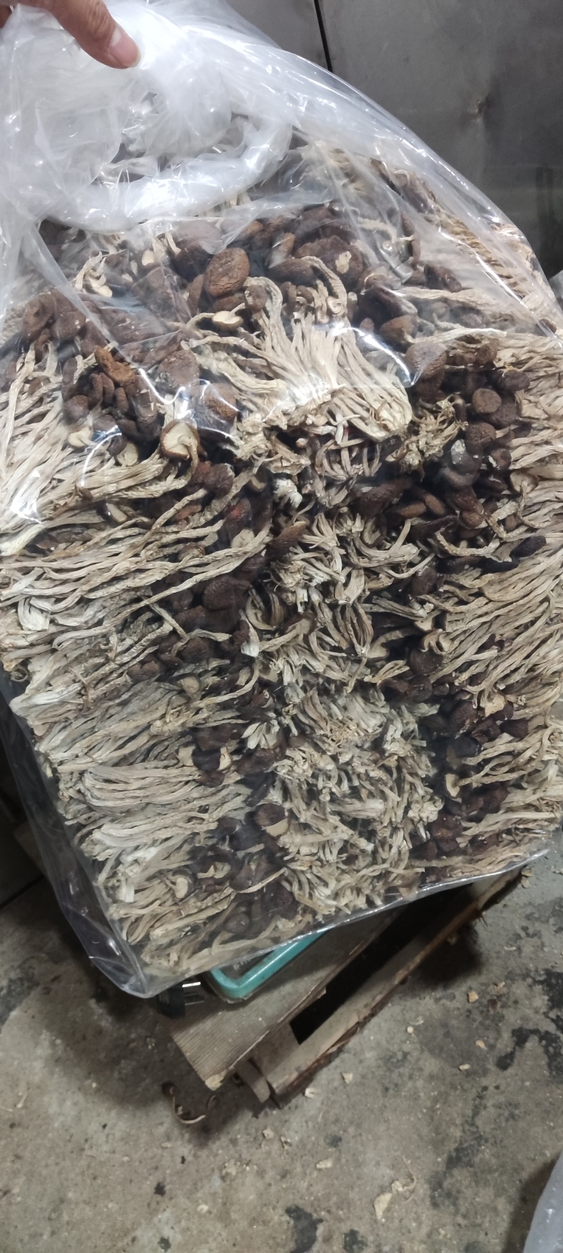江西省抚州市广昌县茶树菇产地直销精品五号菇剪根