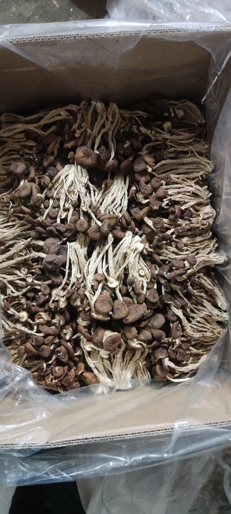 江西省抚州市广昌县茶树菇产地直销精品五号菇剪根