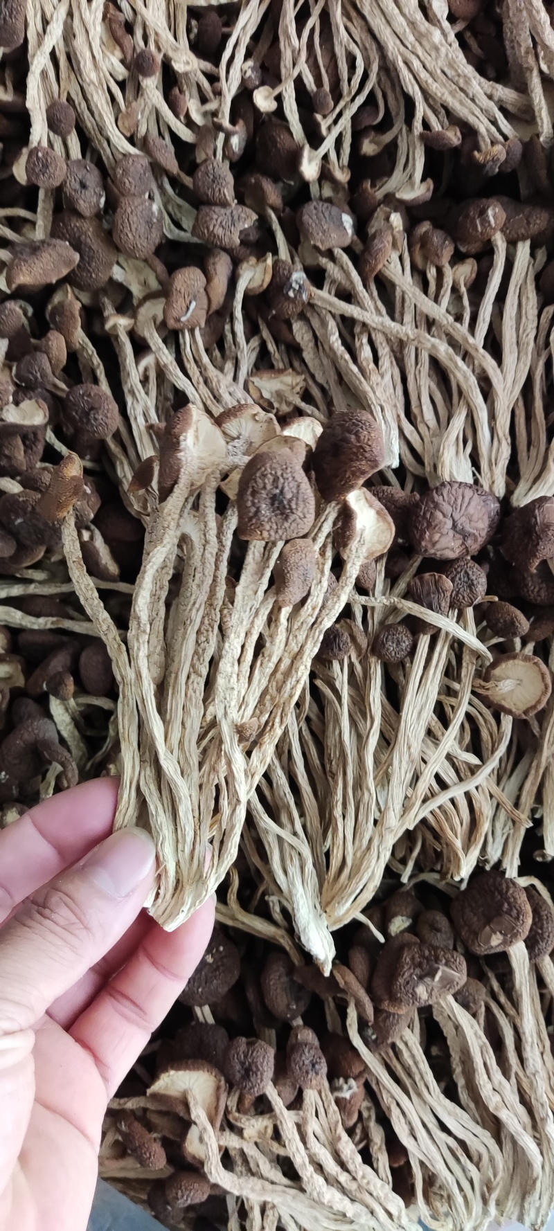 江西省抚州市广昌县茶树菇产地直销精品五号菇剪根