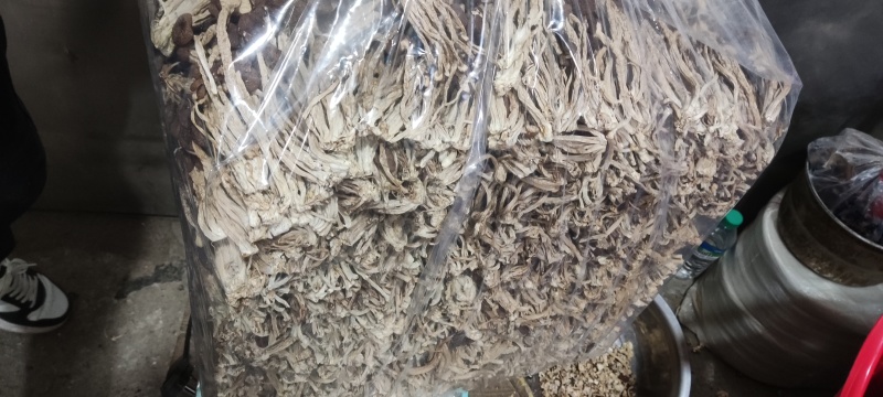 江西省抚州市广昌县茶树菇产地直销精品五号菇剪根